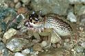 Cytaea_xanthopus_F0774_Z_84_Palmerstone park_Australie